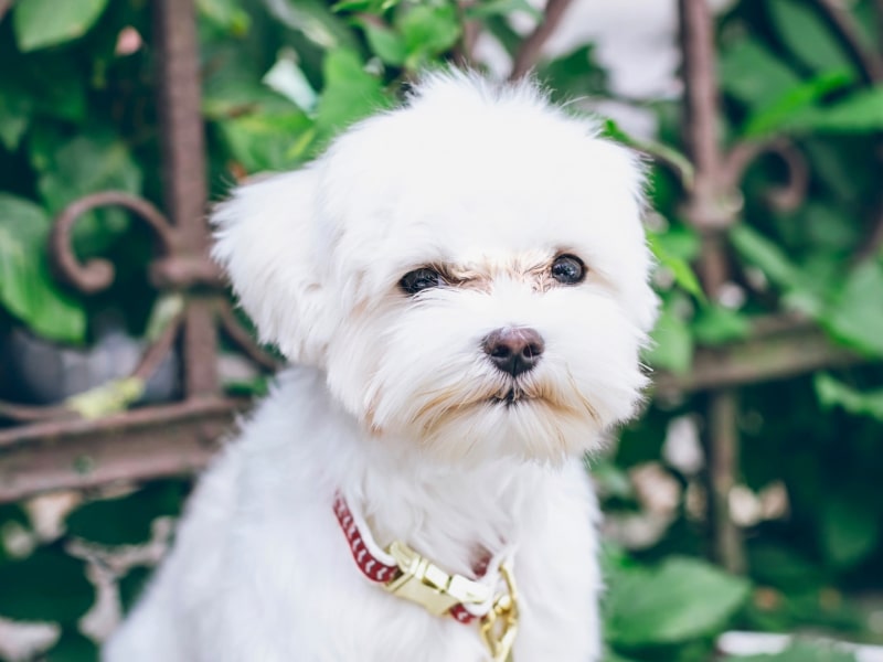 Can Dogs Help With Asthma